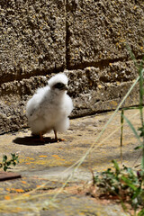 baby bird of prey lost in the village - Varos, Lemnos island, Greece, Aegeas sea