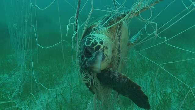 Dead turtle caught in a fishing net, viewed from the front. Set of 10 shots depicting various angles for editing, featuring a sea turtle tragically entangled in a fishing net. Check my gallery.