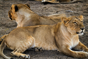 Two lioness Asiatic lions resting on the forest floor at the Gir National Park in Gujarat. Asiatic Lion Walking freely in Gir Forest. Pair of adult Lions in gir forest with lioness, Panthera leo