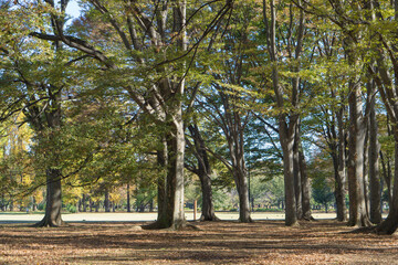 Naklejka premium 小金井公園の雑木林