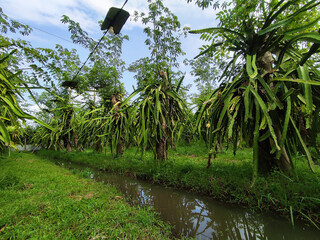 Red dragon fruit trees (Hylocereus polyrhizus) or Pitaya, flourish in one of the garden in Banyuwangi. Lights above it is stimulate off-season fruit growth. Photographed at eye-level.
