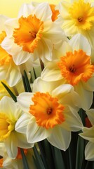 A bunch of yellow and white flowers in a vase. White and orange spring daffodil flowers, springtime digital wallpaper.