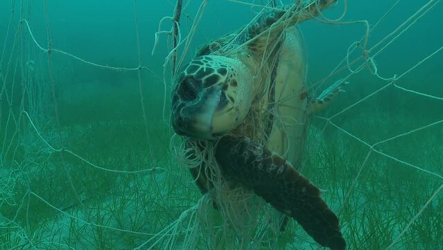 Dead turtle entangled in a fishing net, close-up view. Set of 10 shots depicting various angles for editing, featuring a sea turtle tragically entangled in a fishing net. Check my gallery.