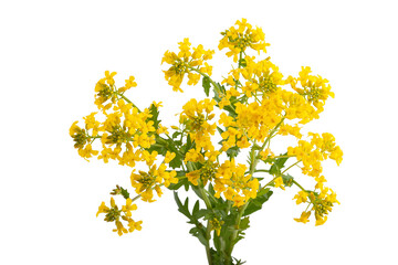 Blossoming branch of mustard