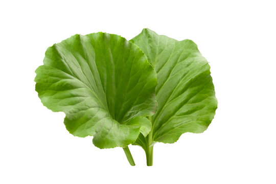 Two green leaves of badan