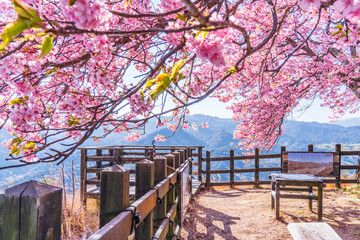 河津城跡公園の展望台　山頂に咲く河津桜と展望台の風景【静岡県・河津町】　
Observatory of Kawazu Town in Bloom of Beautiful Kawazu Cherry Blossoms - Shizuoka, Japan