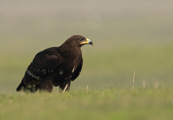 Greater spotted eagle percehd on ground at Bhigwan bird sanctuary, Maharashtra