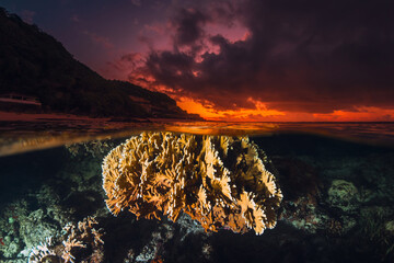 Tropical seascape with coral underwater and colorful sunset or sunrise, split view with artificial...