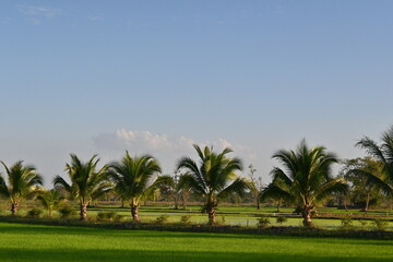 Fototapeta premium Straight rows of trees in the rice fields