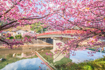 春の河津町　満開の河津桜と河津川に架かるやかた橋【静岡県】　
Kawazu cherry blossoms blooming in Kawazu Town, a famous cherry blossom spot in Shizuoka - Japan - obrazy, fototapety, plakaty