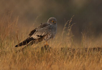 Fototapeta premium Montagu's harrier perched on rock at Bhigwan bird sanctuary, Maharashtra