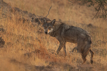 Gray wolf at Bhigwan grassland, India