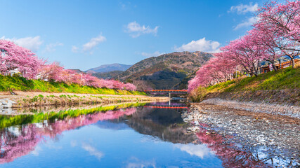 河津町の春景色　河津川沿いに咲く河津桜【静岡県】　
Kawazu cherry blossoms blooming in Kawazu Town, a famous cherry blossom spot in Shizuoka - Japan