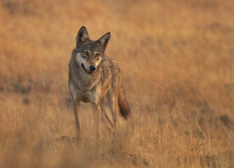 Portrait of a Indian wolf in its habitat at Bhigwan grassland, India
