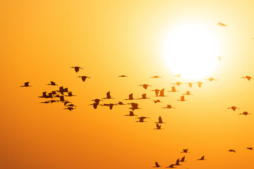 Flcok of Glossy ibis flying during sunset at Bhigwan bird sanctuary Maharashtra, India