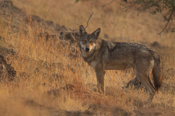 Portrait of a Indian wolf in its habitat at Bhigwan grassland, India