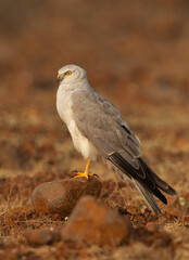 Pallid harrier perched on rock at Bhigwan bird sanctuary, Maharashtra