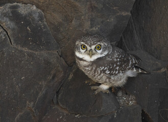 Spotted owlet perched on the rock at Bhigwan bird sanctuary Maharashtra