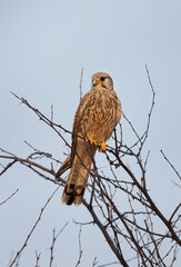 Kestrel perched on tree at Bhigwan bird sanctuary, India