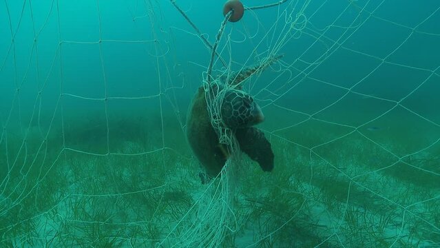 Dead turtle caught in net, camera moves away. Set of 10 shots depicting various angles for editing, featuring a sea turtle tragically entangled in a fishing net. Check my gallery.