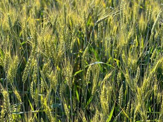 Wheat cereal spikelets in the field.