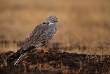 Montagu's harrier perched on rock at Bhigwan bird sanctuary, Maharashtra