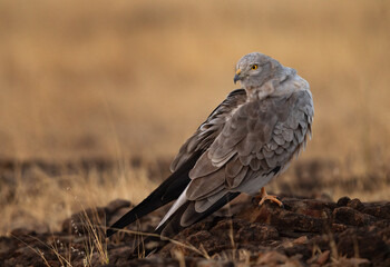 Montagu's harrier perched on rock at Bhigwan bird sanctuary, Maharashtra