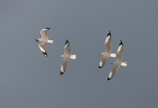 Brown-headed Gulls Chase For Fish, Bhigwan Bird Sanctuary, India