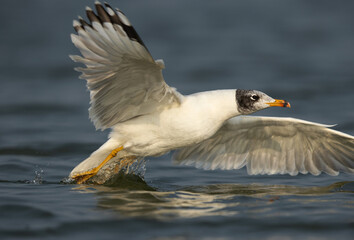Pallas's gull takeoff at Bhigwan bird sanctuary, In