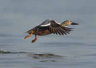 Northern Shoveler takeoff at Bhigwan bird sanctuary, India