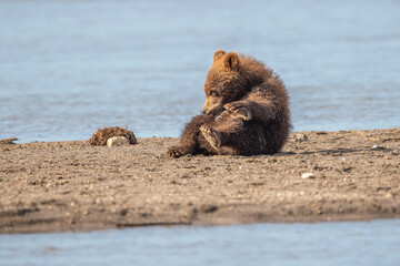 Ruling the landscape, brown bears of Kamchatka (Ursus arctos beringianus)