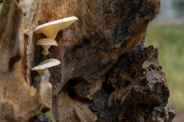 White fungus growing on a log, mushroom background