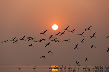 Greater Flamingos flyng during sunrise at Bhigwan bird sanctuary, India