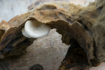 White fungus growing on a log, mushroom background