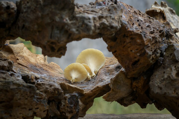 Fototapeta na wymiar White fungus growing on a log, mushroom background