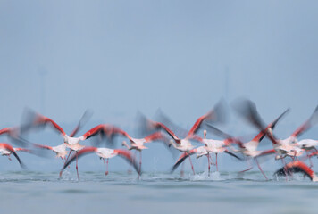 Motion blur shot of Greater Flamingos takeoff  at Eker creek in the morning, Bahrain