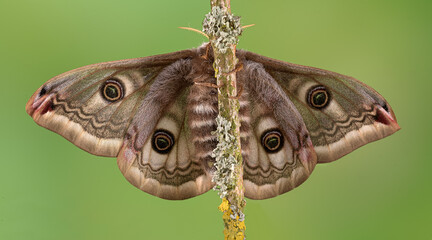  Kleines nachtpfauenauge (saturnia pavonia), weiblicher Falter, frisch geschlüpft