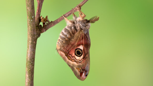 Kleines nachtpfauenauge (saturnia pavonia), m&auml;nnlicher Falter, frisch geschl&uuml;pft