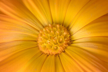Detalles de una flor amarilla

