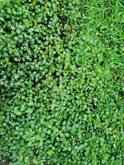 지피식물로 채워진 이미지