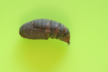 Kleines nachtpfauenauge (saturnia pavonia), Puppe