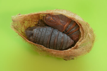 Kleines nachtpfauenauge (saturnia pavonia), Kokon, leere Puppe,