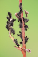 Kleines Nachtpfauenauge (Saturnia pavonia), Raupenhaut der 2. Häutung, 