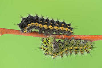 Nachtpfauenauge (Saturnia pavonia),  Raupe, 3. und 4. Stadium 
