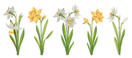 Watercolor set of white and yellow daffodils. Collection of spring flowers, buds and leaves in vintage style - obrazy, fototapety, plakaty