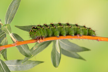 Kleines Nachtpfauenauge (Saturnia pavonia), Raupe 5. Stadium