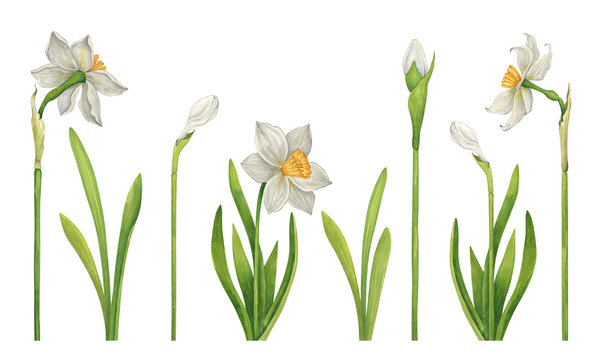 Watercolor set of hand-drawn white daffodils on a white background. Collection of plant elements of flowers, buds and leaves in vintage style