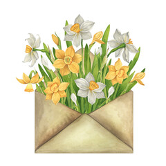 Daffodils in an envelope, flower arrangement. Spring watercolor vintage illustration on white background