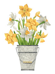 An armful of daffodils in a metal vintage bucket. Watercolor floral illustration. Spring gardening activities