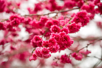 Beautiful Yae Sakura Cherry Blossom blooming in Taiwan.